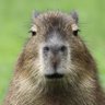 Bradi's profile picture