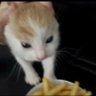 梨花猫 profil fotoğrafı