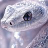 Profilbild von dragonhunterrr
