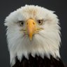 Tássi profil fotoğrafı