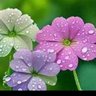 smallo profil fotoğrafı