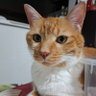 鬼檸檬 profil fotoğrafı