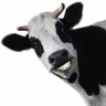 Lungi Da Power's profile picture