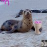 Seal 的头像