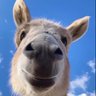 Profilbild von XBMy