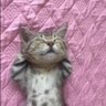 kitty profil fotoğrafı