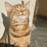 The Kat's profile picture