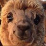 Profilbild von Alpaka_Wronix