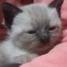 JBBluepXD's profile picture