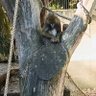 Monkey boy 的头像