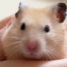 Ryo's profile picture