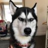 Jessie Joy's profile picture