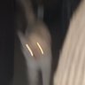ILikeToCompartmentalize 𓆝 𓆟 𓆞's profile picture