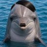 ADolphin ⚡️⚡️ 的头像