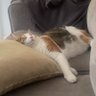 ⭐️stral profil fotoğrafı