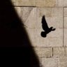 آمن 🤍🎀's profile picture