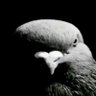 Фото профиля #FlickIN