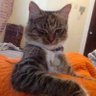 wernicke's profile picture