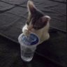Cat's profile picture