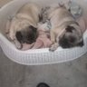 BETOLL's profile picture
