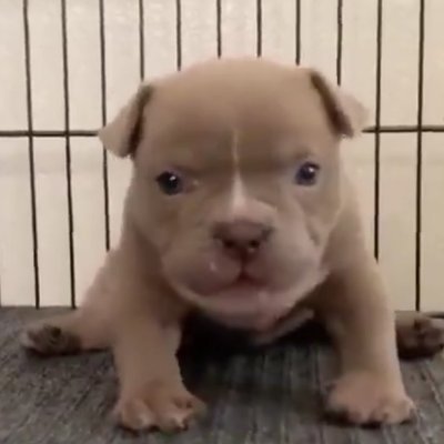 Noxarchivenec's profile picture