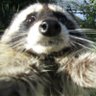 Profilbild von NotGingerchoCap