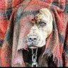 Profilbild von 🇺🇸Bolio🐂🐶⛓️💥