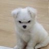 Profilbild von มอ-ออ ₍ᐢ•ﻌ• ⠕ᐢ₎