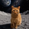Фото профиля 蓝猫