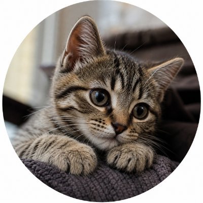 Cats Make Us Better 🐾's profile picture