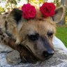 Profilbild von Hyena Larp Hating