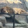 Фото профиля lionking