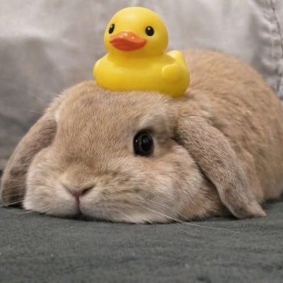 Babebiimemii's profile picture