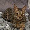 Фото профиля Khan