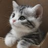 KittyCaffeinato 🩷 profil fotoğrafı