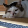 Profilbild von Kunihiro_Okuno