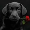 Pavel M's profile picture