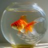 goldfish profil fotoğrafı