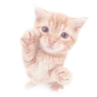 알리샤 🐈 🌺's profile picture