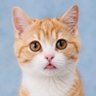 Profilbild von Cats Gone Artificial