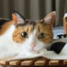 Фото профиля 🐈ネコスキー2世💭