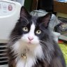 ちあき/ちぃこ's profile picture