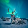 Reindeer profil fotoğrafı
