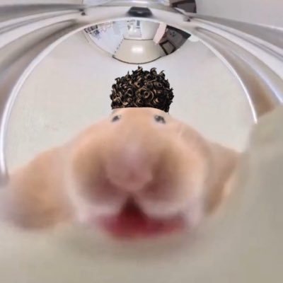 YA_JU_JU's profile picture