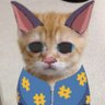 ヒキコウモリ名言bot 的头像