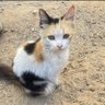Фото профиля Cat Gaza Sos🇵🇸