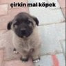 söylememcnm's profile picture