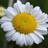 Fleur profil fotoğrafı