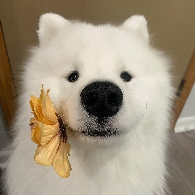 koooubs's profile picture