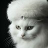 Foutoune profil fotoğrafı